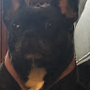 Meet your Posher, Joey